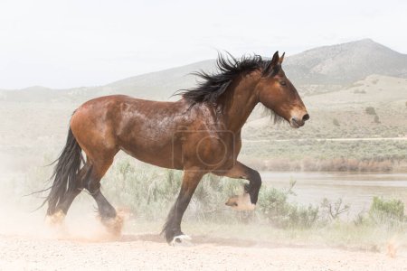 Foto de Happy horse trots down mountain road in sunshine. - Imagen libre de derechos