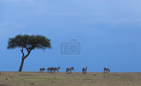Téléchargez les photos : Zèbres marchant à Masai Mara, Kenya, Afrique. - en image libre de droit