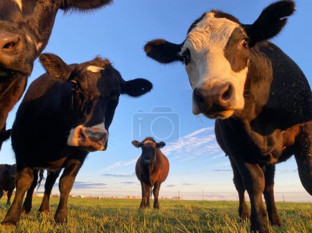 Photo for Curious cows watching the photographer. - Royalty Free Image