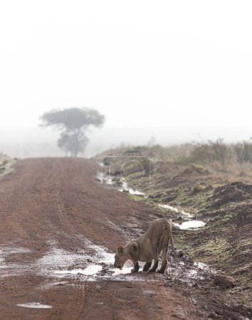Téléchargez les photos : Lion drinking from a puddle in Kenya. - en image libre de droit