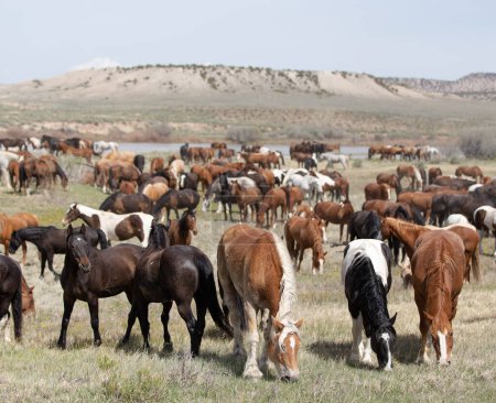 Foto de Large herd of horses graze together in valley. - Imagen libre de derechos