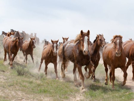 Photo for Horses running in a group toward the camera. - Royalty Free Image