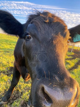 Foto de Black cow investigates the camera. - Imagen libre de derechos