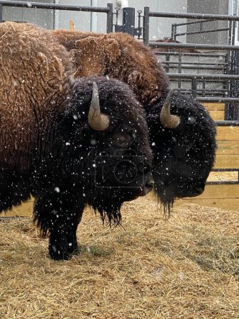 Téléchargez les photos : Deux bisons debout dans la neige. - en image libre de droit