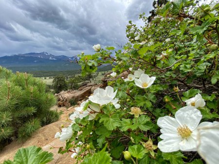 Téléchargez les photos : Buisson fleuri avec des montagnes en arrière-plan. - en image libre de droit