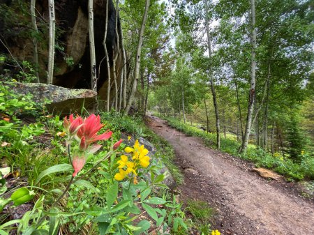 Wildflowers along a Colorado hiking trail.