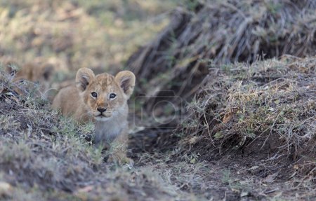 Téléchargez les photos : Lion cub sneaks up path. - en image libre de droit