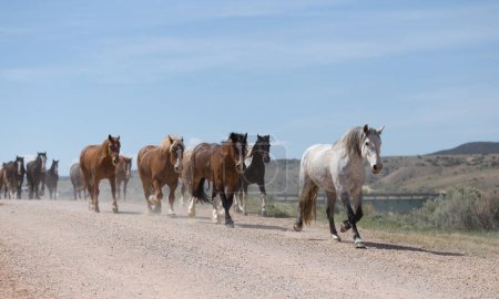 Foto de Gray horse leading its herd down the road. - Imagen libre de derechos