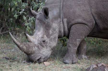 Photo for Single rhinoceros eating grass in Kenya Africa. - Royalty Free Image