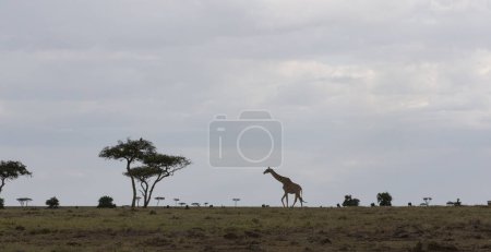 Téléchargez les photos : Giraffe walks across African savanna. - en image libre de droit