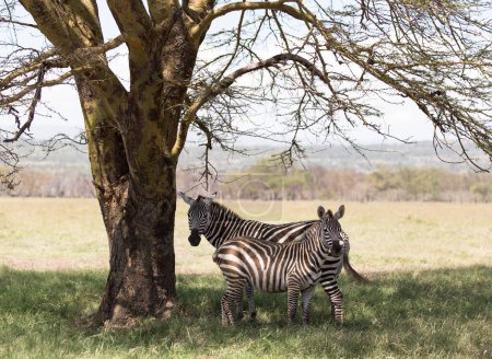 Téléchargez les photos : Two zebra stand under a tree in Kenya. - en image libre de droit