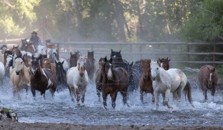 Foto de Wyoming ranch horses crossing the river. - Imagen libre de derechos