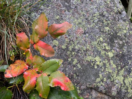 Photo for Turning leaves against a rock with lichen. - Royalty Free Image