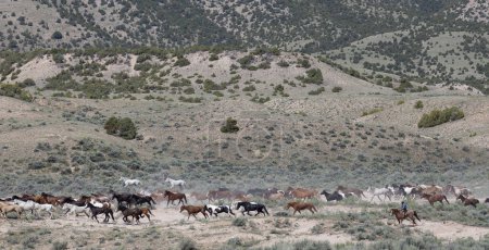 Téléchargez les photos : Herd of horses galloping with cowboy. - en image libre de droit