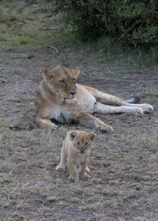 Photo for Tired mother lioness rests while her cub plays. - Royalty Free Image