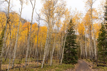 Téléchargez les photos : A hiking trail through an aspen grove in the fall. - en image libre de droit