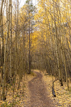 Photo for Leaf covered trail through an aspen grove. - Royalty Free Image
