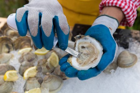 gloved hands shucking an oyster over ice