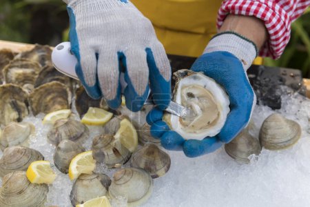 Foto de Gloved hands shucking an oyster over ice - Imagen libre de derechos