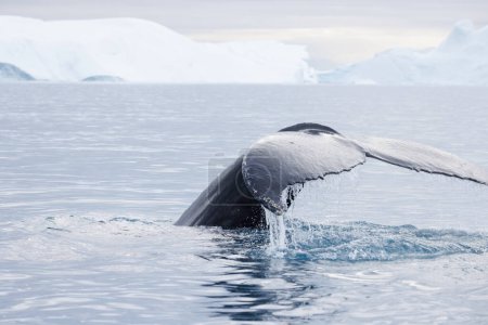 Téléchargez les photos : Humpback whale dorsal fin just before diving - en image libre de droit