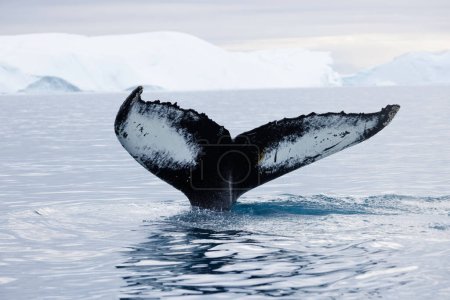 Foto de Humpback whale dorsal fin just before diving - Imagen libre de derechos