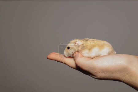 Téléchargez les photos : Close-up of a brown and white Russian hamster in its owner's hand with grey background and copy space - en image libre de droit