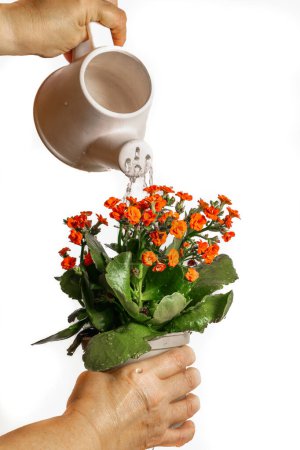 Photo for Close-up of a woman watering a pot with an orange flowering plant, KALANCHOE ORANGE, on white background - Royalty Free Image