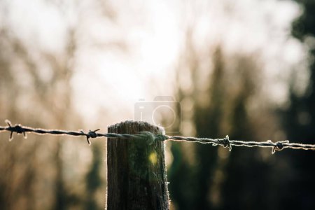 Téléchargez les photos : Frosty barbed wire on a gate post at sunrise - en image libre de droit