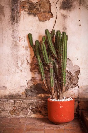 Foto de A cactus and historic architecture in San Miguel de Allende, Mexico. - Imagen libre de derechos