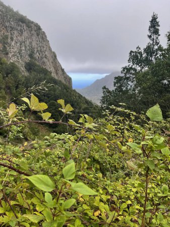Foto de View on the mountains and tropical forest of La Gomera island. - Imagen libre de derechos
