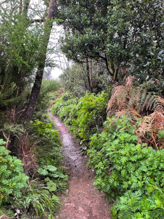 Téléchargez les photos : The tropical forest with ferns of La Gomera island. - en image libre de droit
