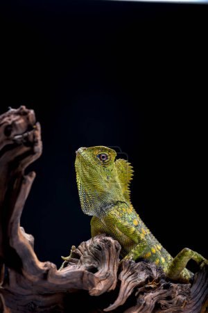 Téléchargez les photos : Forest dragon lizard on black background - en image libre de droit