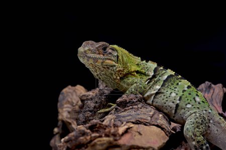 Téléchargez les photos : Spiny tailed iguana on a tree - en image libre de droit