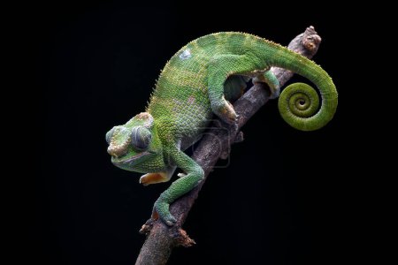 Foto de Female fischer chameleon on a black background - Imagen libre de derechos