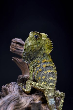 Foto de Forest dragon lizard on black background - Imagen libre de derechos