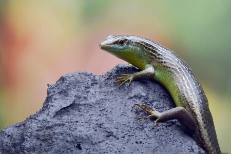 Photo for Olive tree skink on a rock - Royalty Free Image