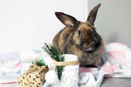Téléchargez les photos : A tricolor hare is sitting on a bed blanket with a Christmas tree toy - en image libre de droit