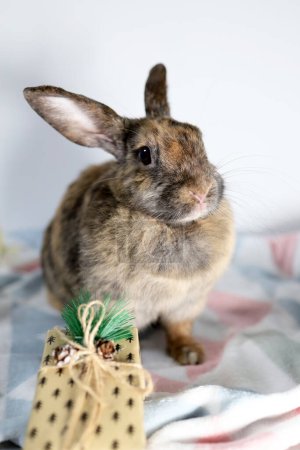 Téléchargez les photos : A tricolor hare is sitting on a bed blanket with a Christmas tree toy - en image libre de droit