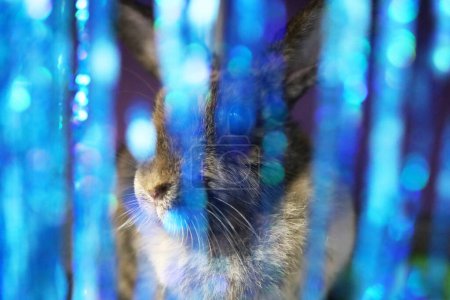 Foto de Tricolor hare looks through blue tinsel - Imagen libre de derechos