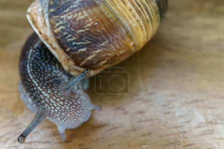Foto de Close-up of a snail on a wooden table macro photography - Imagen libre de derechos