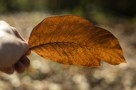 Foto de Hoja de otoño en la mano. Hoja seca grande de la planta. - Imagen libre de derechos