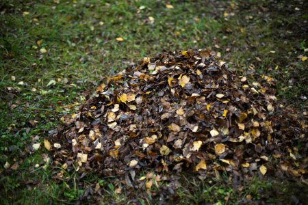 Téléchargez les photos : Leaves on grass. Cleaning leaves. Pile lies on lawn. - en image libre de droit