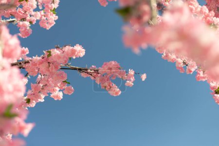 Foto de Cherry blossom branch against sky. Pink flowers of plant. - Imagen libre de derechos