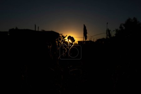 Foto de Sunset in thickets. Sun and silhouettes of plants. Details of nature in summer. In evening in thickets. - Imagen libre de derechos