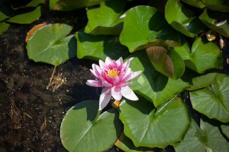 Foto de Lily in swamp. Lotus on pond. Beautiful nature. Aquatic plants. - Imagen libre de derechos