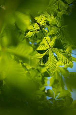 Téléchargez les photos : Green chestnut leaves. Leaves against blue sky. Summer plant. Natural paints. - en image libre de droit
