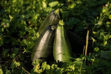 Téléchargez les photos : Zucchini in garden. Vegetable harvest. Autumn fruits. Garden details. - en image libre de droit
