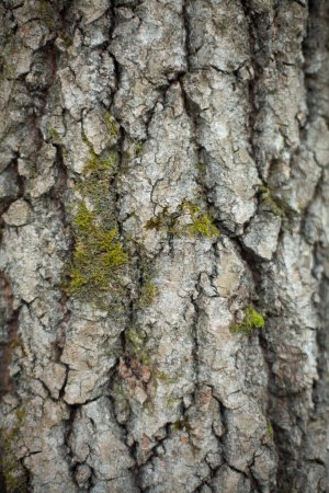 Foto de Tree bark macro. Shooting wood in detail. Natural background. Texture of plants. - Imagen libre de derechos