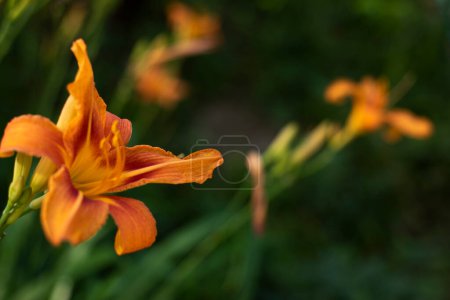 Téléchargez les photos : Flowers in garden. Details of nature. Natural background. Spring flowering. - en image libre de droit