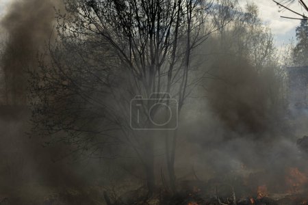 Téléchargez les photos : Le feu dans la forêt. Fumée et feu dans la nature. Brûler les ordures. - en image libre de droit